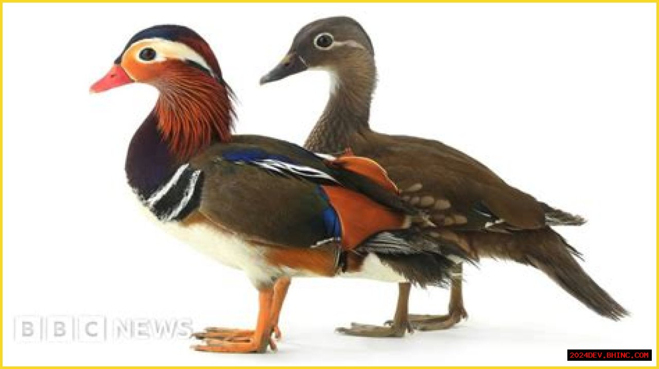 How does a duck change its sex?