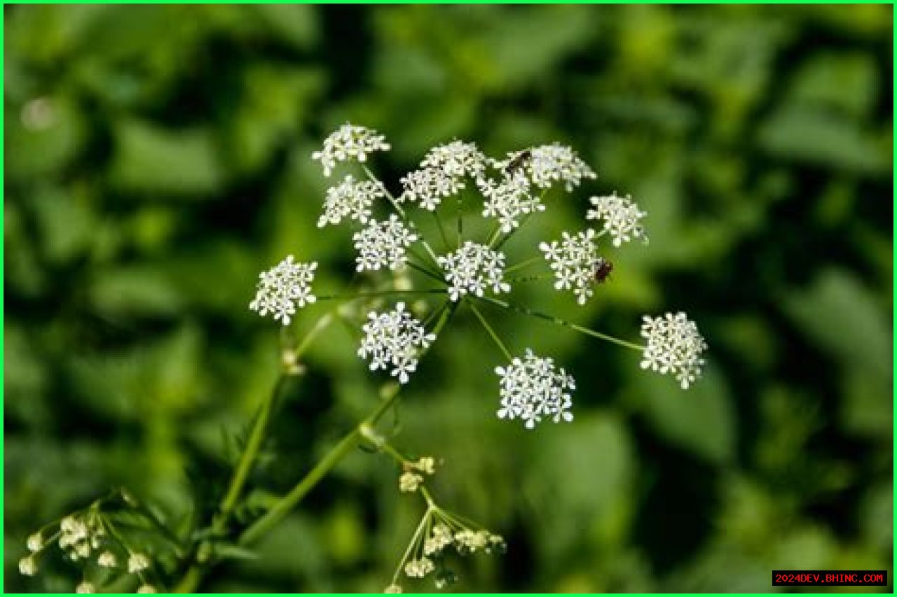 What to Do If You've Touched Poison Hemlock — Best Life